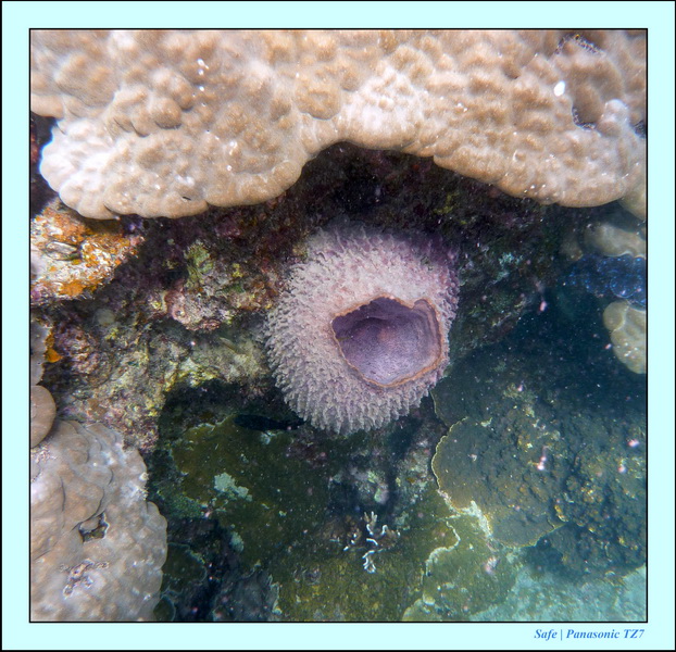 2009   07   Perhentians 076